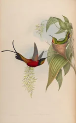 Topaza Pyra